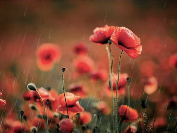 Roter Mohn im Regen auf einem unscharfen Feldhintergrund.