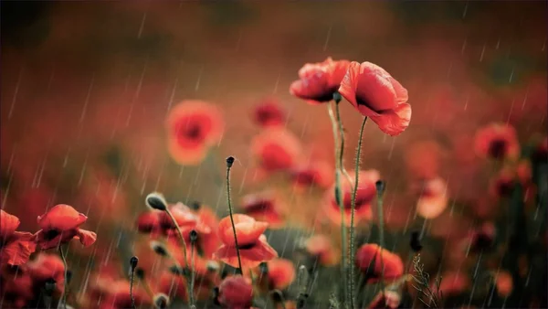Roter Mohn im Regen auf einem unscharfen Feldhintergrund.
